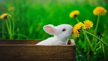 kaiyun.com-西班牙人击败赫塔菲，结束连败势头，西班牙人vs希洪竞技全场